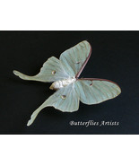 Real North American Moon Moth Actias Luna Female XL Framed Entomology Sh... - $161.62 CAD