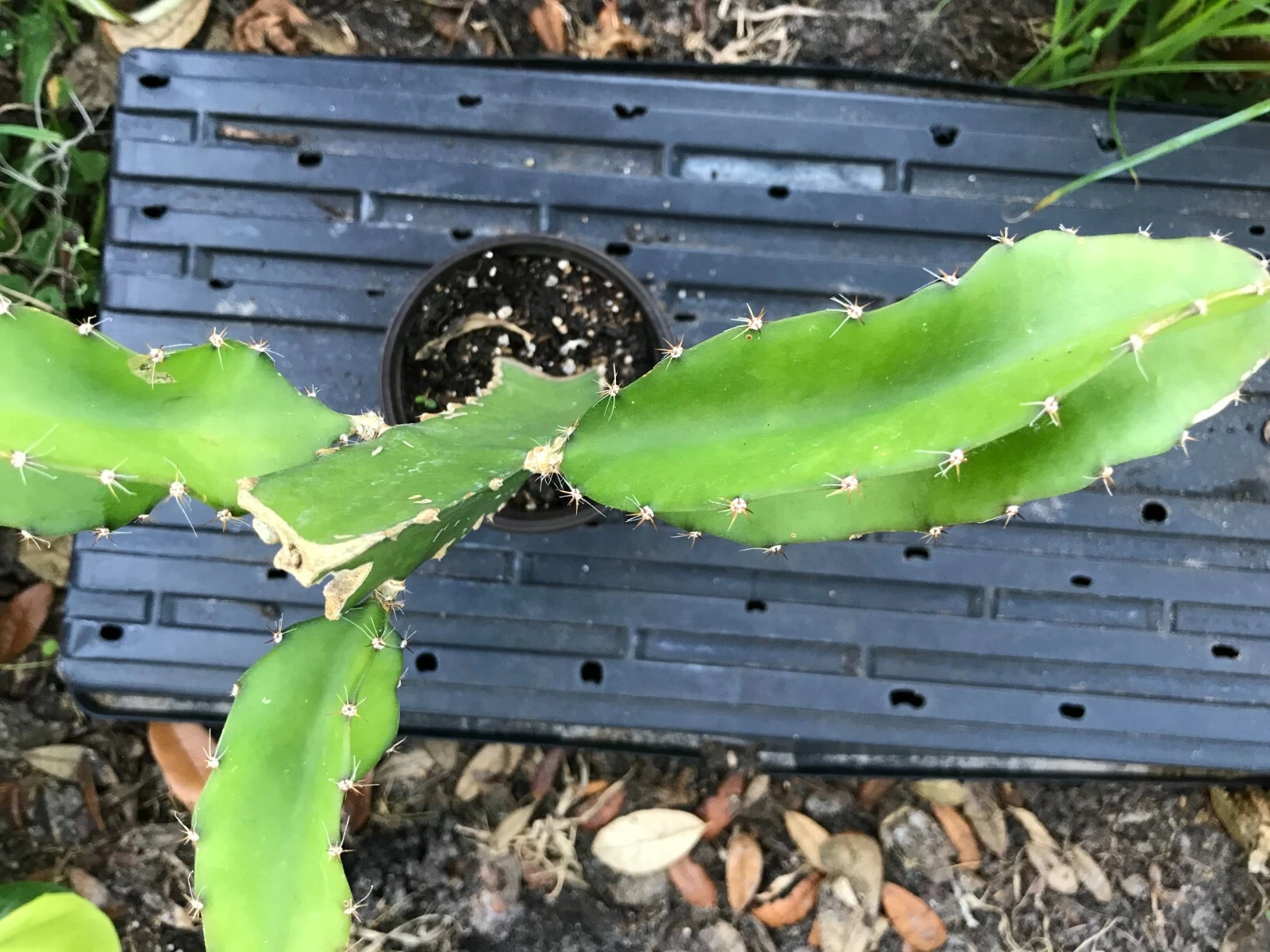 dragon fruit white flesh well rooted pitahaya bare root - $35.63