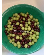 20 Seeds Xl Giant Red Green Table Dessert Globe Grape Vitis Vinifera Fru... - $11.98