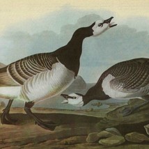 Barnacle Goose Bird 1946 Color Art Print John James Audubon Nature DWV2C - $39.99