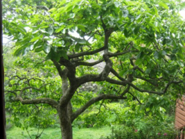 American Persimmon tree  qt. pot (Diospyros virginiana 'American)  image 5