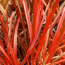 Uncinia Egmontiana Orange Hook Egmont Hook Sedge 50 Seeds USA Fast Shipping - $21.95