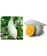 80 Seeds Noble Pumpkin Seeds Fresh Seeds - £27.51 GBP