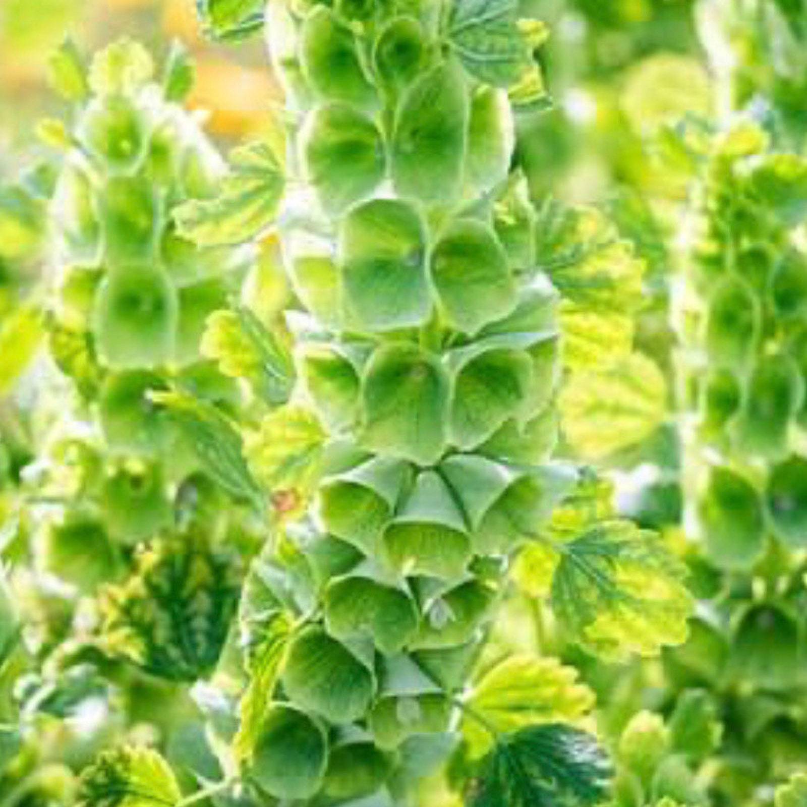 Bells Of Ireland flower Seeds Grower Organic Fresh Gardening - $11.50