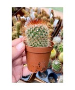Cactus Red Headed Irishman Mammillaria Marcosii Red Spines 2&quot; Pot Live P... - £6.22 GBP