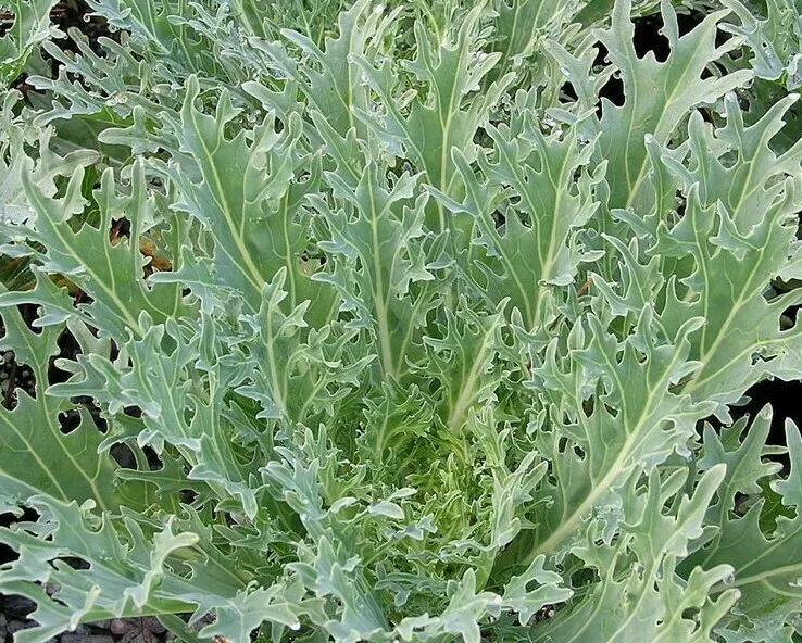 LWS White Russian Kale Survival Vegetable Greens Salad 500 Seeds USPS Sh... - £6.77 GBP