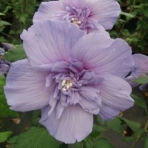 Double Light Purple Hibiscus Seeds Flowers 20 Seeds Perennial - £4.71 GBP