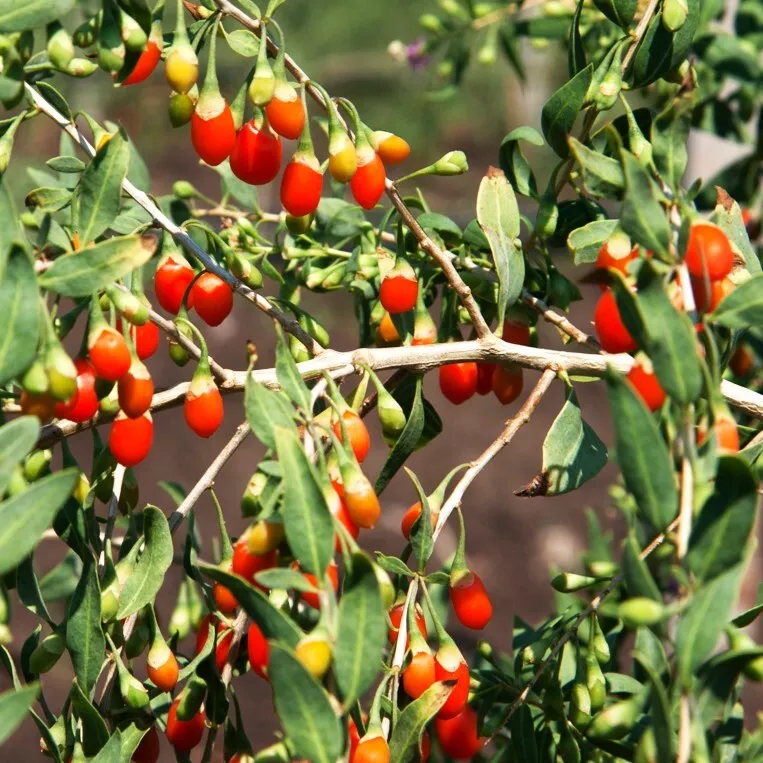  Goji Berry Tree Seeds Lycium Wolfberry Chinese Fruit 200 Seeds  - $7.66