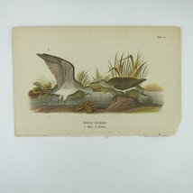 Bird Lithograph Print Solitary Sandpiper after John James Audubon Antique 1890 - £16.07 GBP