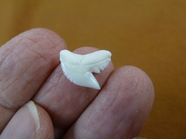 st-0-5) Small 1/2&quot; modern White TIGER SHARK TOOTH Teeth jewelry Cuvier n... - $11.29