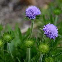 Field Scabious Seeds Pin-Cushion Flowers Knautia Arvensis USA SELLER - £8.11 GBP