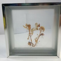 Butterfly dried flowers collage wall art diorama silver square framed ta... - $32.24 CAD