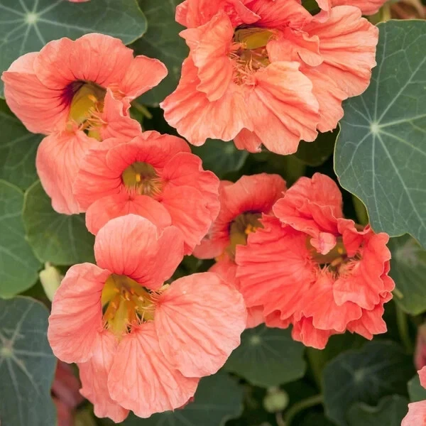 Nasturtium Seeds Vibrant Color Nasturtium 15 seeds - $12.39