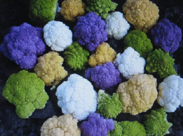 Rainbow Blend Cauliflower Broccoli Mixed Colors 150 Seeds Healthful Garden - £5.56 GBP
