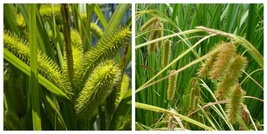 3 Carex comosa | Bottlebrush Sedge | Bareroot - £33.63 GBP