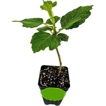 Violette de Bordeaux Fig Tree Live Plant Starter Plant Outdoor Garden Brand New - $29.95