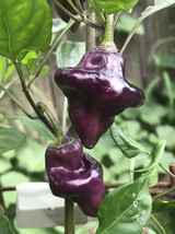 US Seller 15 Purple Ufo Pepper Seeds Fast Shipping - $10.48