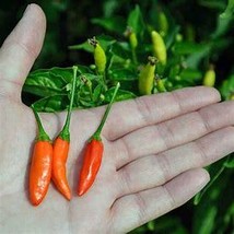 25 TABASCO PEPPER SEEDS ORGANIC (NON-GMO SEEDS!) ~ heirloomseedguy ~NON-... - $12.26 CAD
