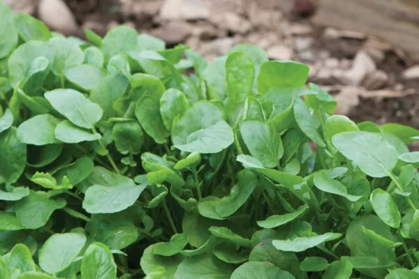 Upland Cress Half Gram Approx 400 Fresh Seeds - £10.39 GBP