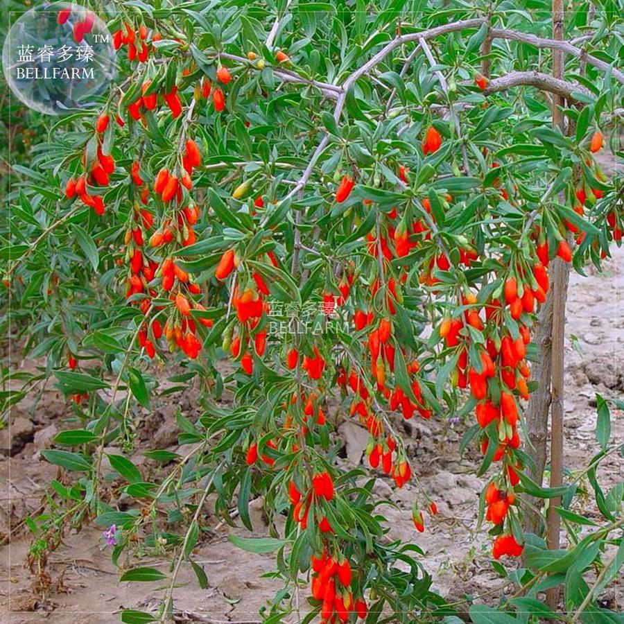100Seeds Ning Xia Goji Berry Wolfberry Red Fruit Se Eed Plant Beauty Tea Garden