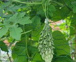 Bitter Melon Bitter Gourd Seeds 5 Seeds Fast Shipping - $8.99