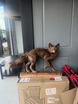 Taxidermy Red Fox (Full Body) On Pine Log - £1,196.27 GBP