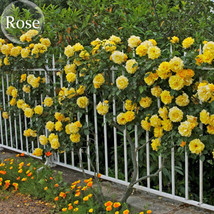 Yellow Short Climbing Rose, 50 Seeds, 40-50cm tall climbing plants  - £6.16 GBP