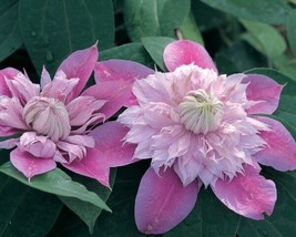 Josephine Clematis 20 seeds - £7.80 GBP