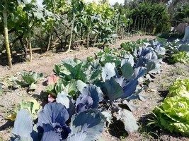 100 seeds Purple cabbage seeds Portuguese kale Vegetable Brassica alba - $1.18