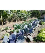 100 seeds Purple cabbage seeds Portuguese kale Vegetable Brassica alba - £0.92 GBP
