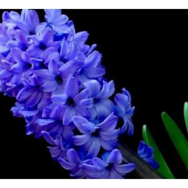 50 Blue Hyacinthus Seeds Fall Planting Fresh Garden - $11.99