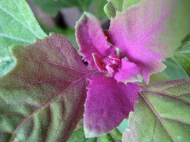 SKMO 100 Giant Goosefoot Chenopodium Giganteum Purple Magenta Spreen Vegetable S - £14.24 GBP