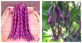 30 GRAM Purple Pole Bean Seeds Home and Garden Fresh Garden Seeds - $20.99