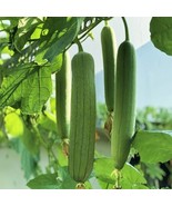 HT 30 Luffa Chubby Pier Gourd Seeds Non-Gmo Loofah Sponge Gourd Seeds Ga... - $11.05