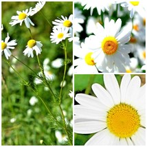 4000+ Seeds Chamomile Spring Flowers Teas Daisy - £10.97 GBP