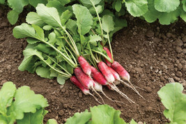 SEPT French Breakfast Radish 100 Seeds Fresh For Gardens - £4.41 GBP