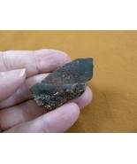 DF301-27 Fossil REAL1-7/8&quot; DINOSAUR Bone Slice Jurassic Dino love dinos ... - $10.39