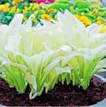 200 Seeds Japanese Hosta Seeds Milky White Ornamental Leaves Garden Fresh USA St - £9.01 GBP