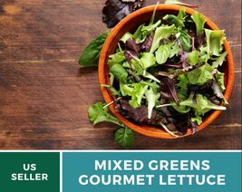 500 Seeds Lettuce Gourmet Mixed Greens Seed Lactuca sativa Heirloom Vegetable - £15.76 GBP