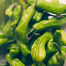 10 Shishito Pepper Seeds Non-GMO  - £5.58 GBP