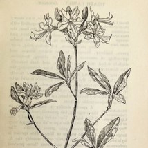 1905 Pinxter Wild Flower Print Pen &amp; Ink Lithograph Antique 6.75 x 3.75&quot; - £8.36 GBP