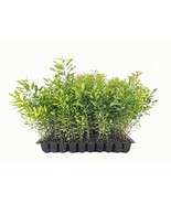 Wax Myrtle - 3 Live Plants - Myrica Cerifera Bayberry - Aromatic Evergreen Scree - £21.38 GBP