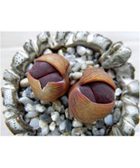 AW Lithops Lesliei Fred`S Redhead Living Stone Rock Stone Cactus Seeds 1... - $370.31 MXN