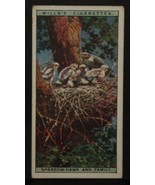 VINTAGE WILLS CIGARETTE CARDS LIFE IN THE TREE TOPS No # 9 NUMBER x1 b11 - £1.37 GBP
