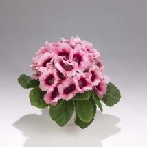 USA Seller 25 Pink Empress Bi-Color Gloxinia Flower Seeds Fast Shipping - $21.51