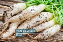White Icicle Radish Seeds | Heirloom | 3-6&quot; Tapered Roots | Heat Toleran... - $4.99+