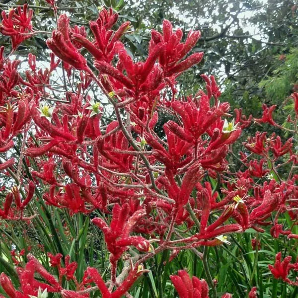 Tall Red Kangaroo Paw (Anigozanthos Flavidus)20 Seeds - £4.93 GBP