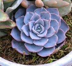 US Seller 80 Echeveria Peacockii Succulent Hardy House Plant Flower &amp; Pl... - $17.76