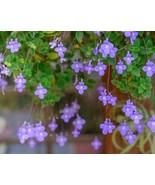 Violet Primrose Streptocarpella Flowers Live Shade Plants Blue Flower Beautiful  - $28.97