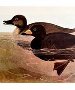 American Scoter Bird 1950 Lithograph Print Audubon Nature First Edition ... - $42.03 CAD